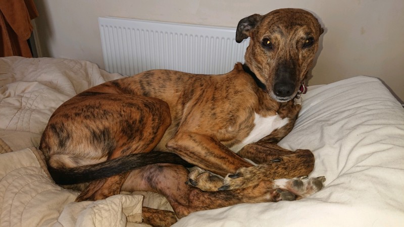 obscura1621520082653