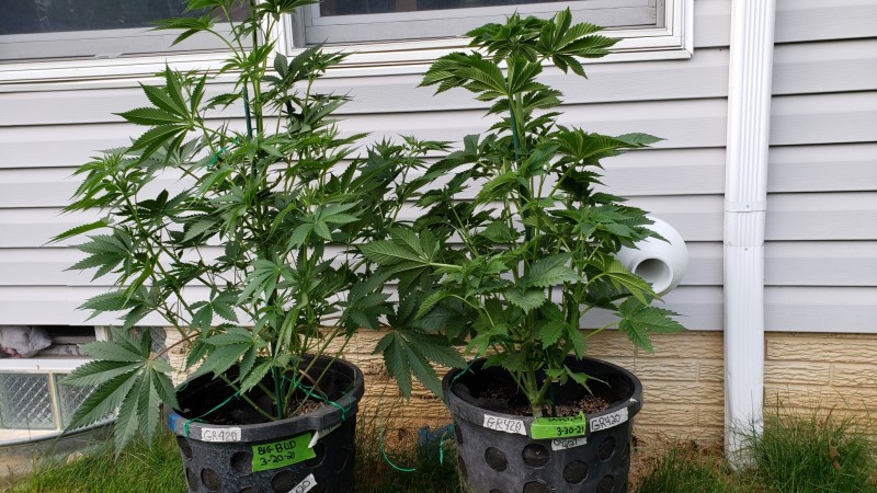 16215544410406666151162520259313