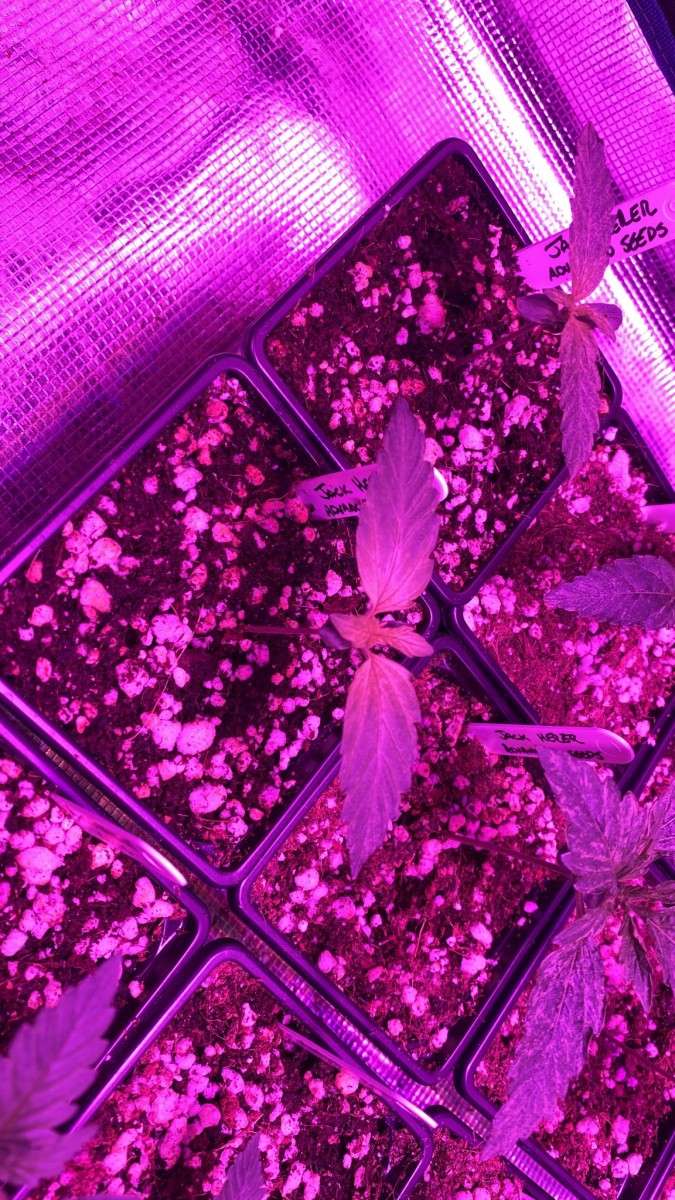 Yellowing centre bit