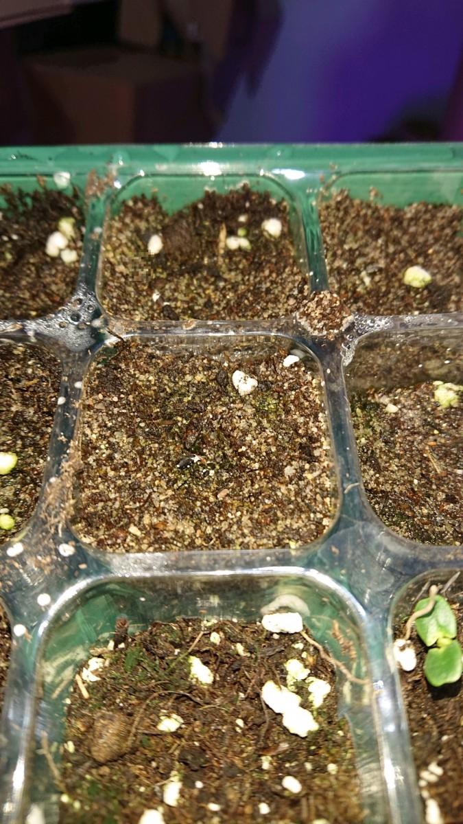 obscura1621613818551