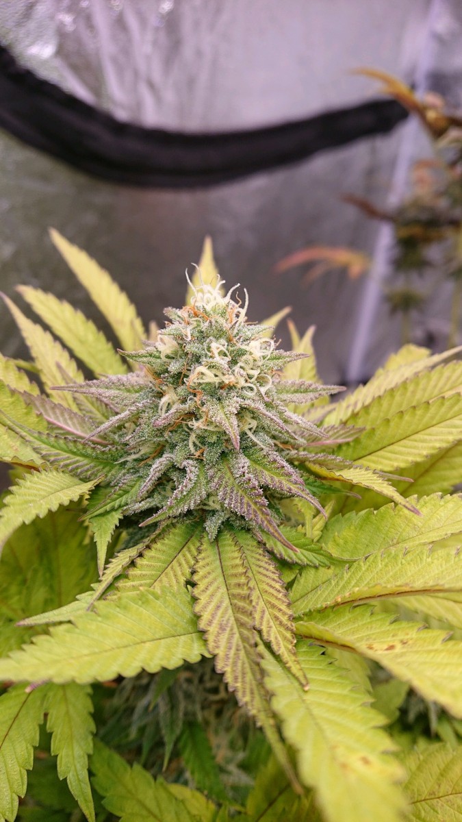 obscura1621616128592