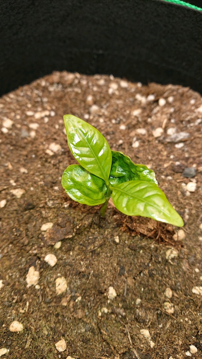 obscura1621771228410