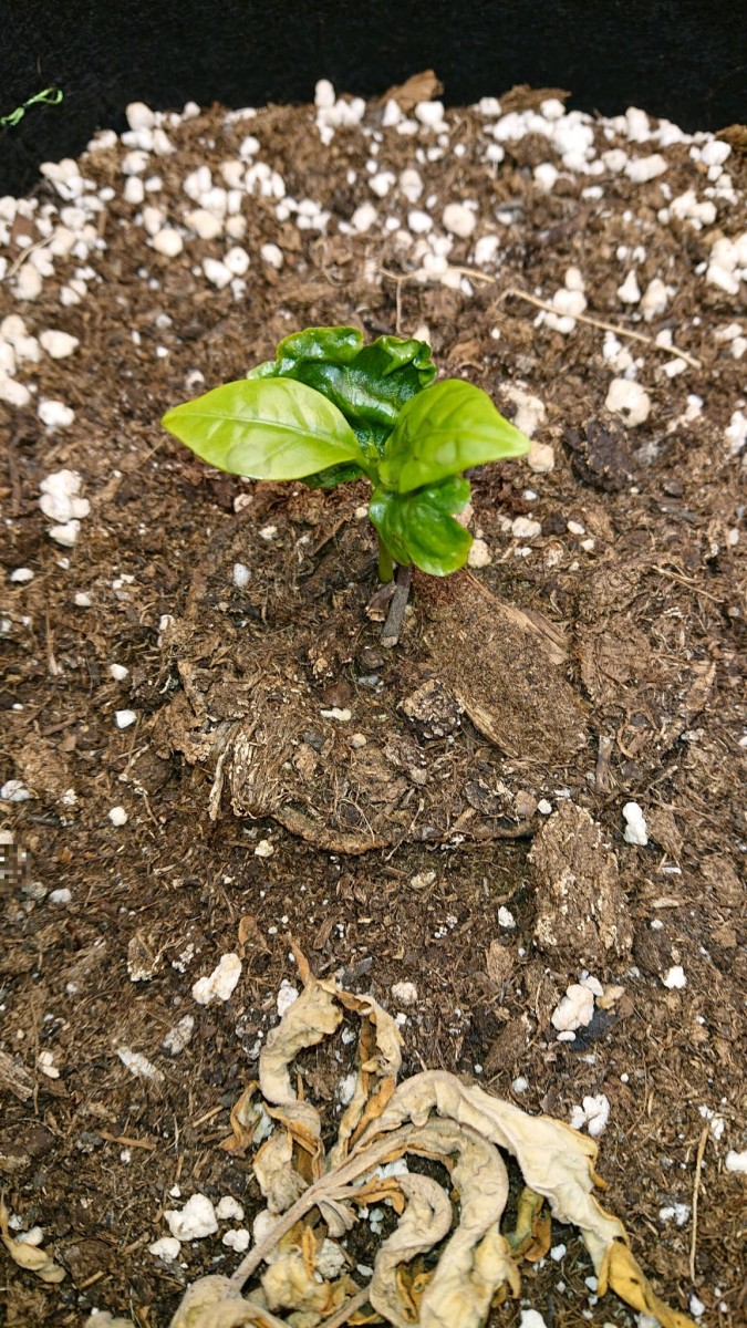 obscura1621771245054