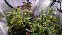 obscura1621775120939