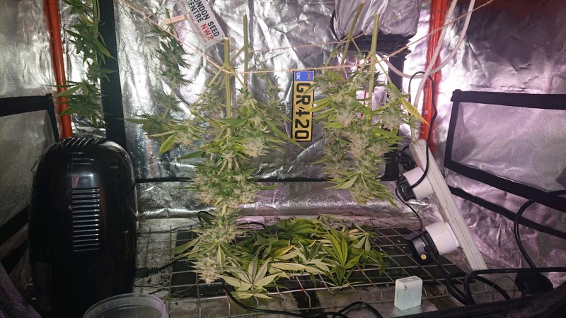 obscura1621869445518