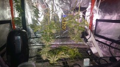 obscura1621869445518