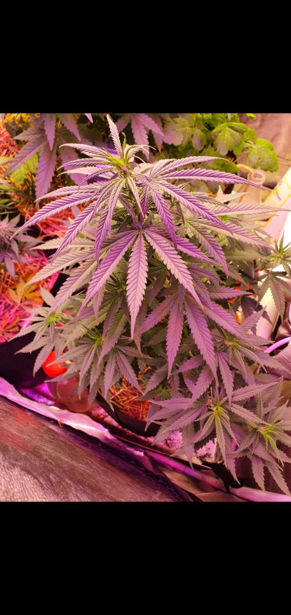 Screenshot_20210524-172046_Gallery