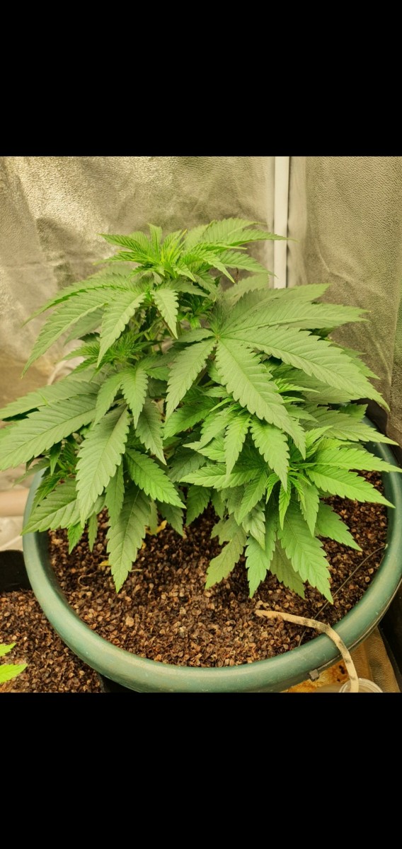 Screenshot_20210524-172037_Gallery