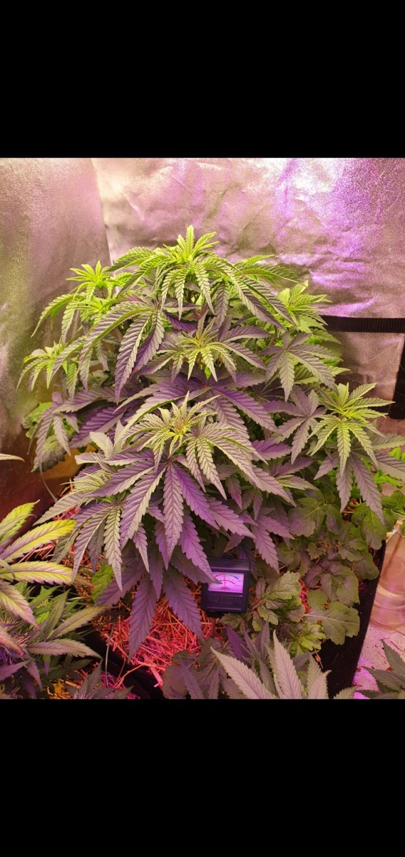 Screenshot_20210524-172110_Gallery