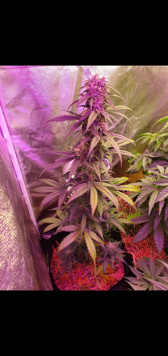 Screenshot_20210524-172055_Gallery