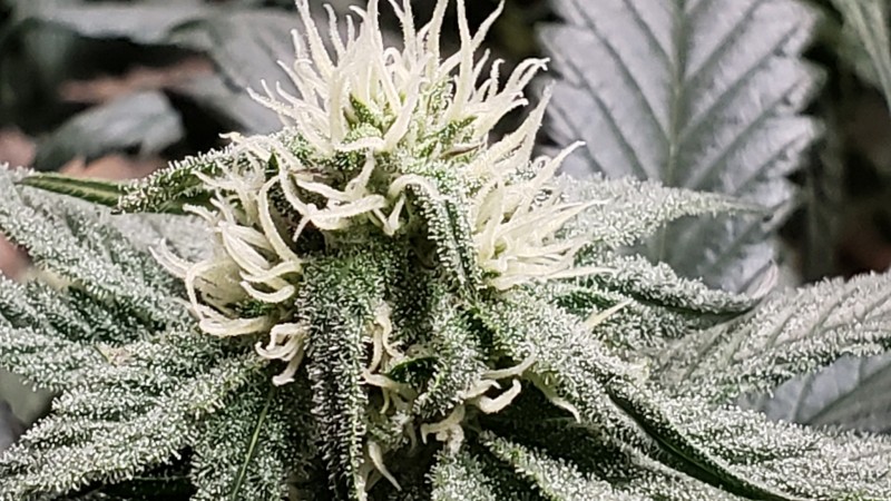 16219071601697751296062498810709