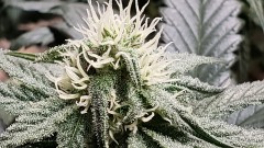 16219071601697751296062498810709