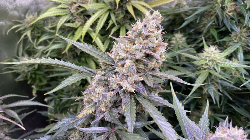 Invisible Sun LED 530 Eclipse