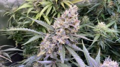 Invisible Sun LED 530 Eclipse