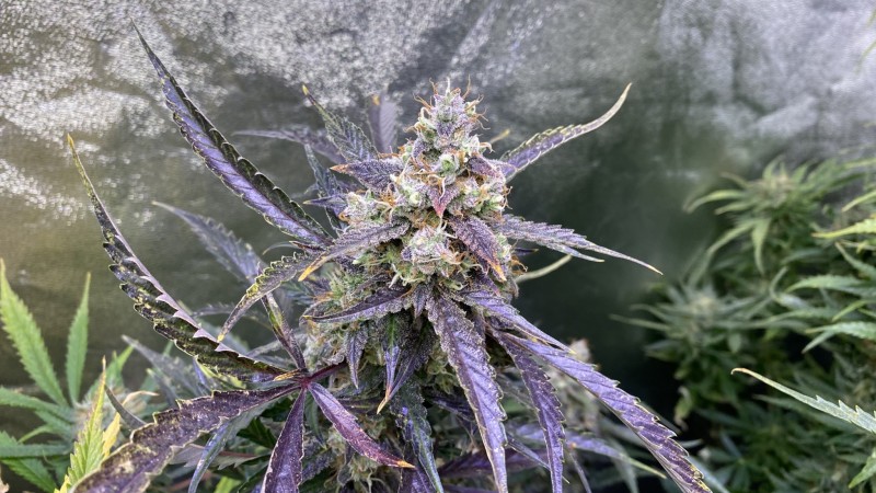 Invisible Sun LED 530 Eclipse