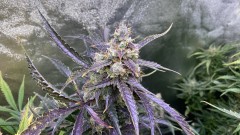 Invisible Sun LED 530 Eclipse