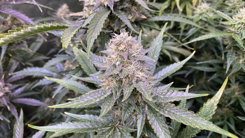 Invisible Sun LED 530 Eclipse