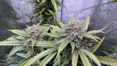 Invisible Sun LED 530 Eclipse