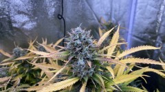 Invisible Sun LED 530 Eclipse