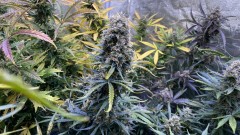 Invisible Sun LED 530 Eclipse