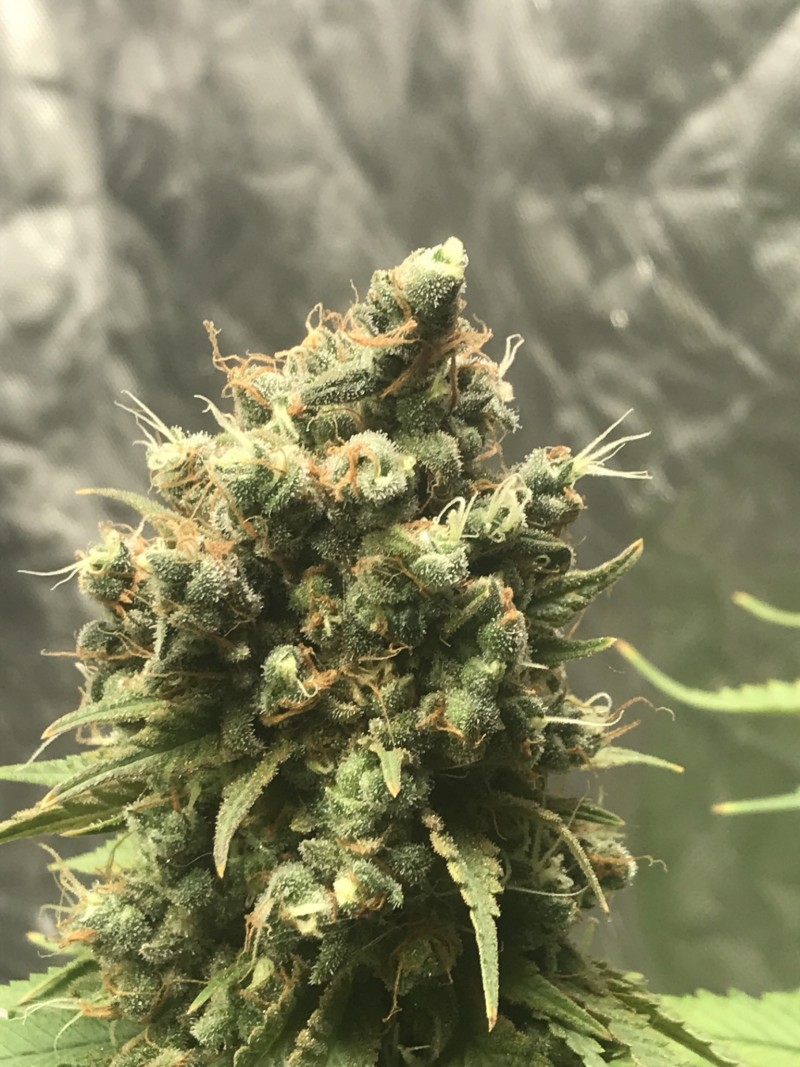 BAEE4975-4EB1-48DB-AFA5-6298F0969953