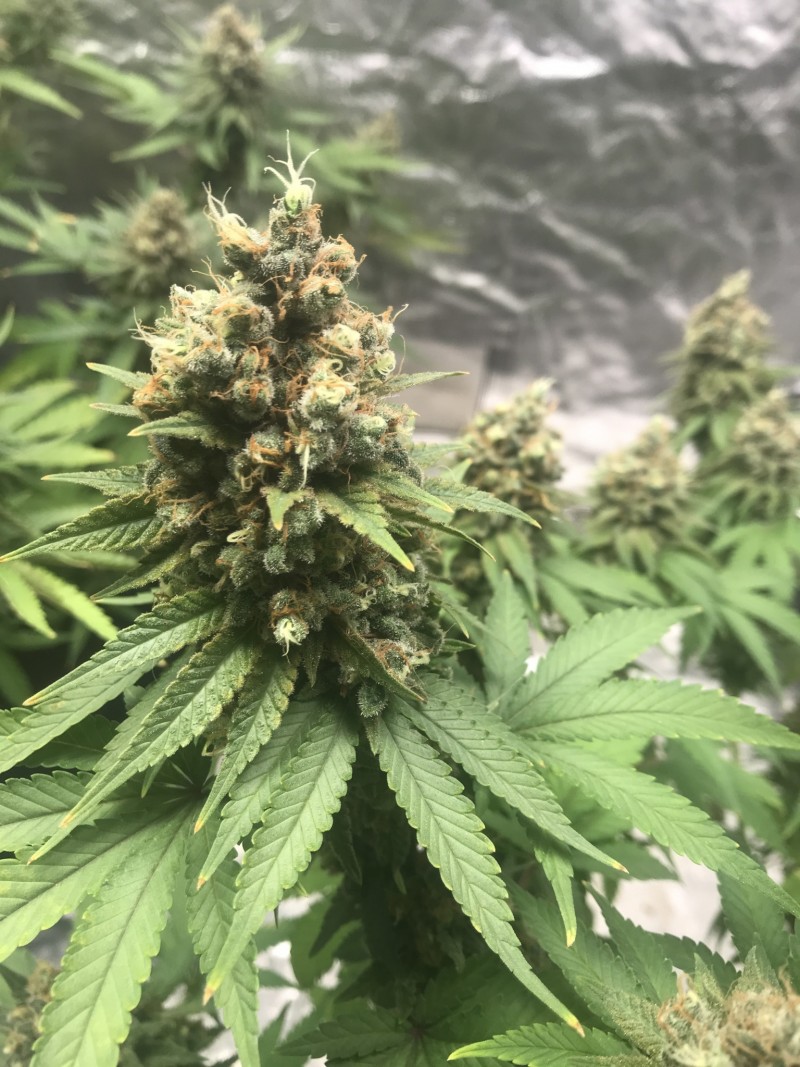 8B91ECDC-7ECA-4EEE-805E-0F346A4823F6