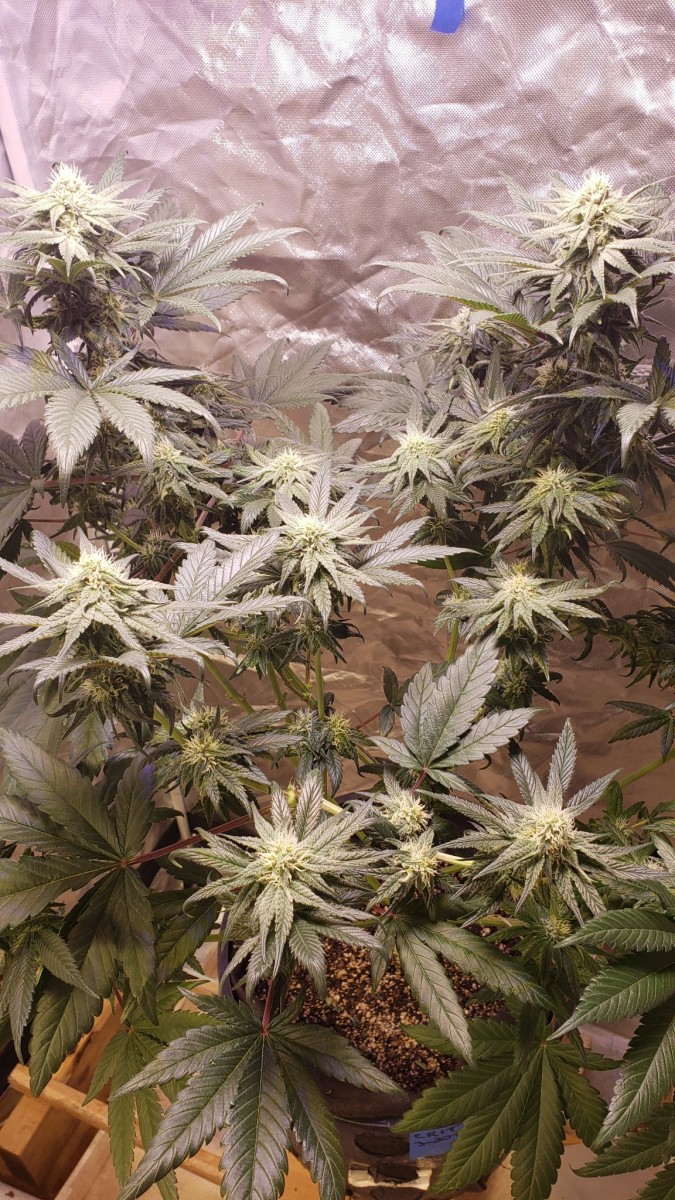 1621988294664324625410650011968