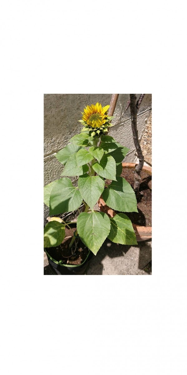 sketch-1622114890440