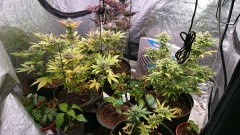 obscura1622119620986