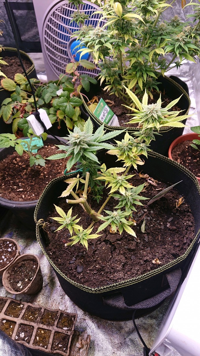 obscura1622119569852