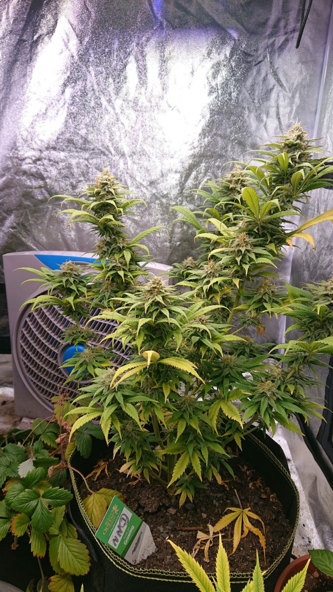 obscura1622119551433