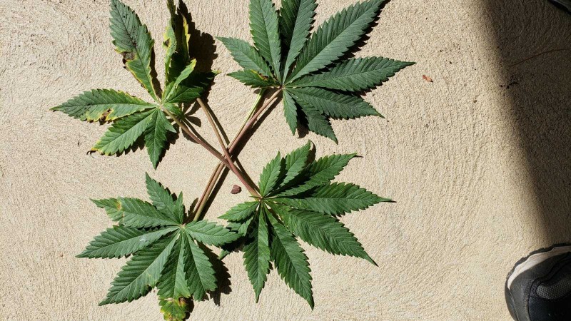 16221488241283896450658802667880