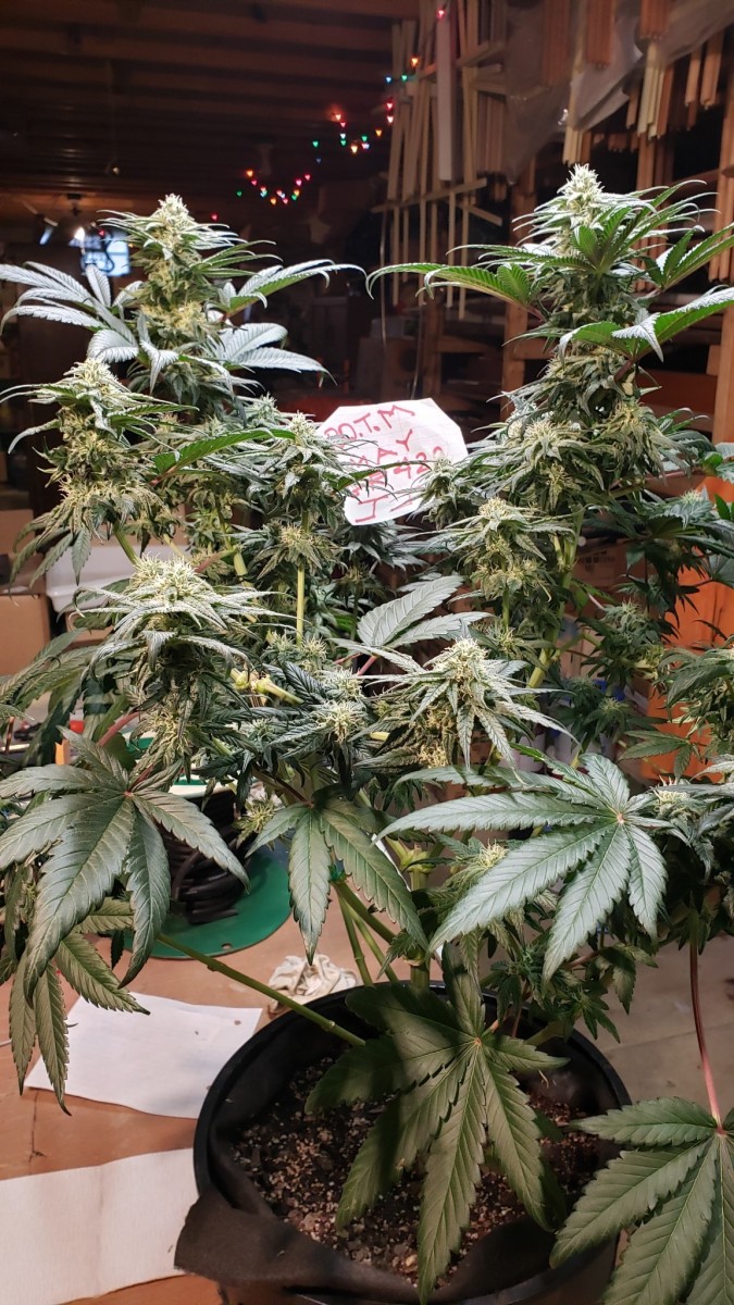 16221606233625795786386954119721