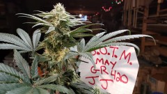 1622160824087868244203437121647