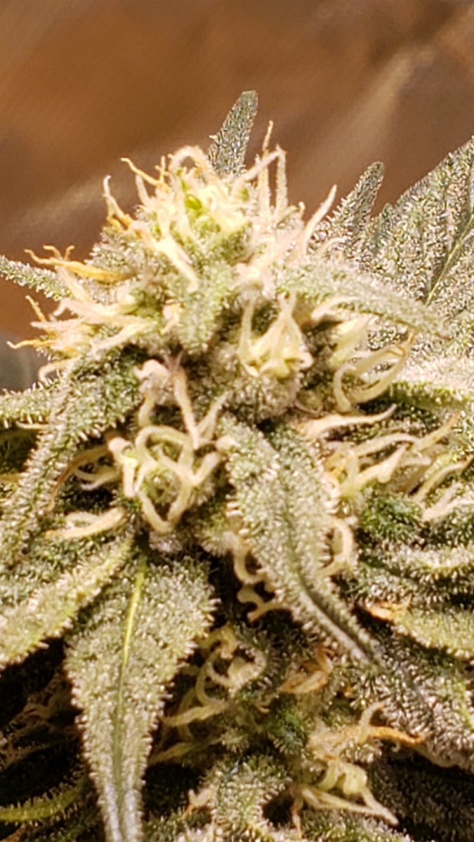 16222458685018312150065110800756