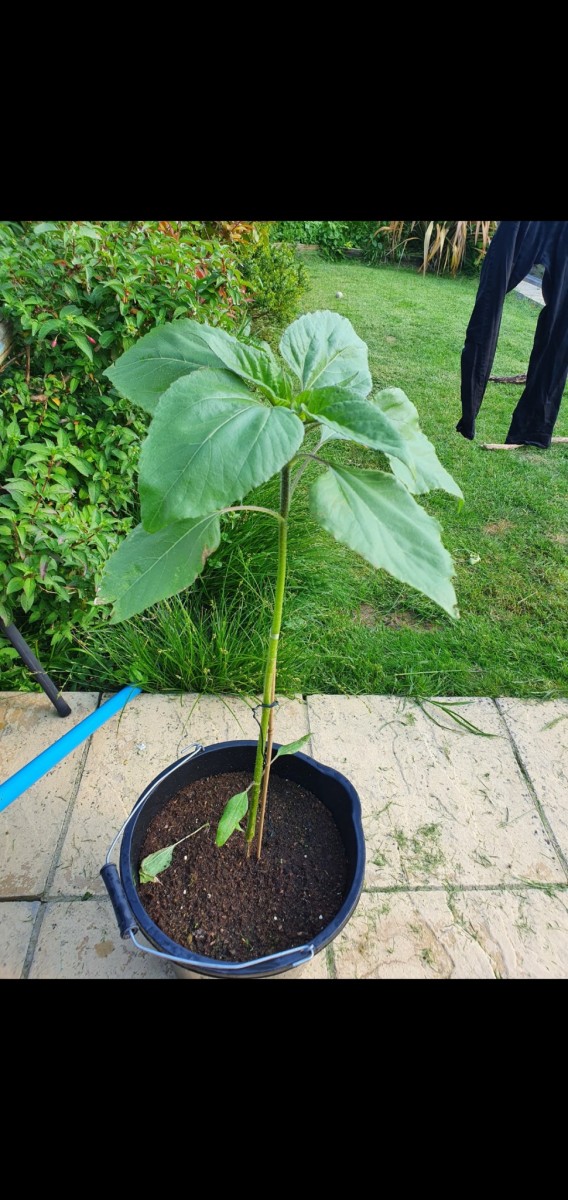 Screenshot_20210529-175927_Gallery