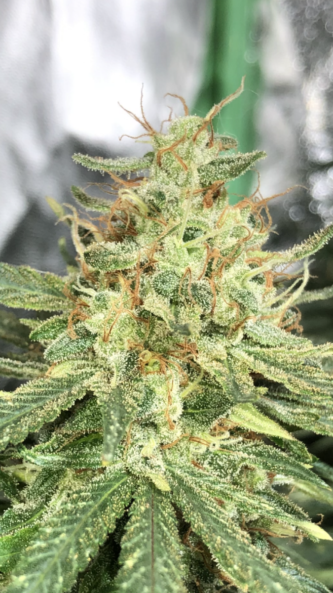 EA754894-F7BD-43CC-8164-6A334774E2EA