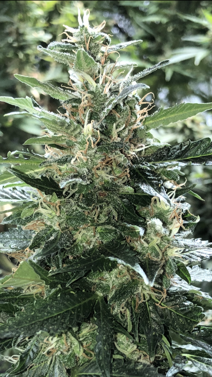 FD190ED3-11B1-4D05-8D0A-D5869D0EE180