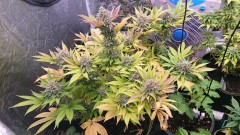 obscura1622566478513