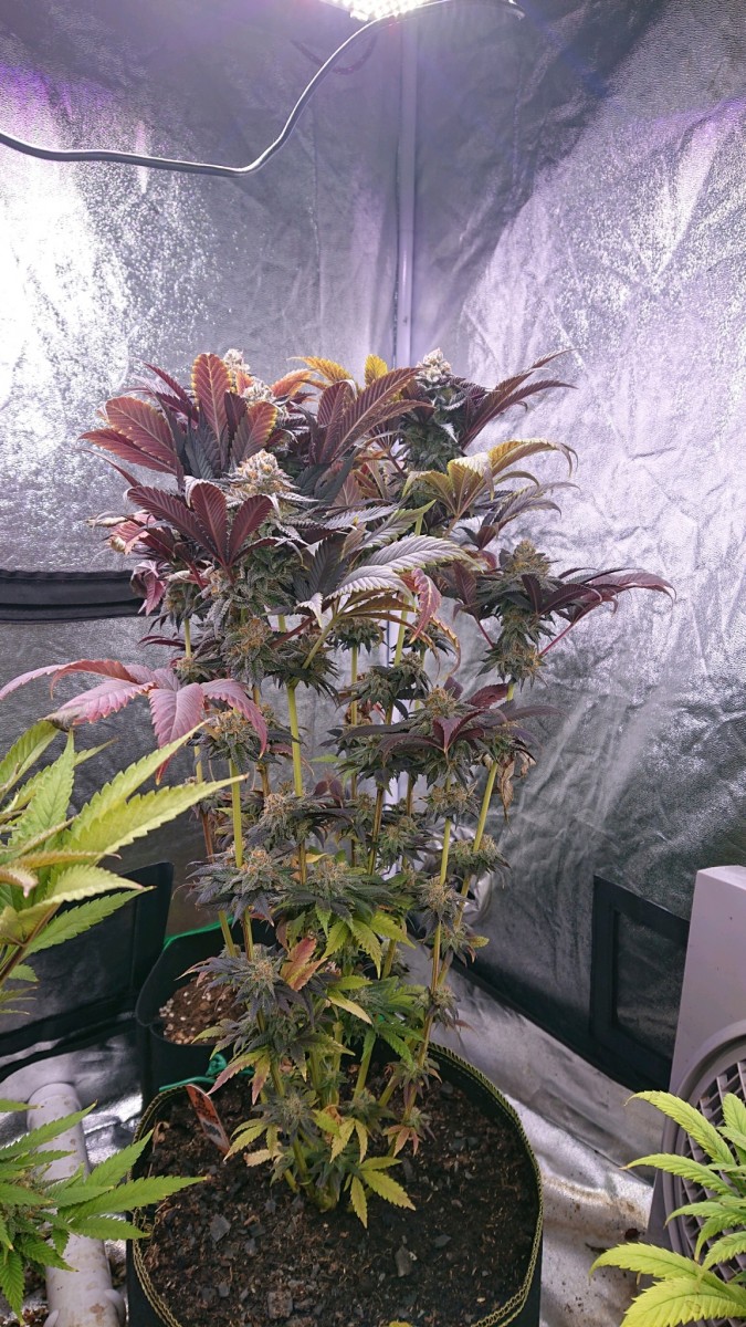 obscura1622566611031