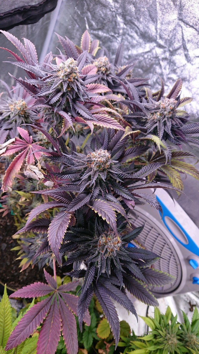 obscura1622566548535