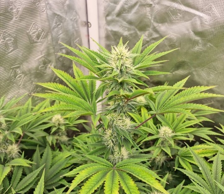 Screenshot_20210531_050518