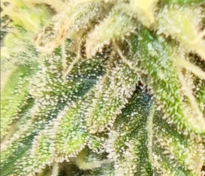 Screenshot_20210531_050454