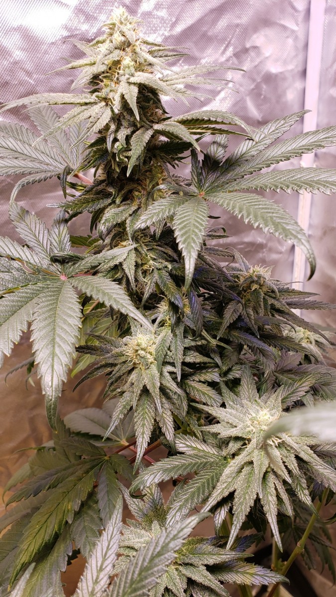 16225927259566807971895445273292