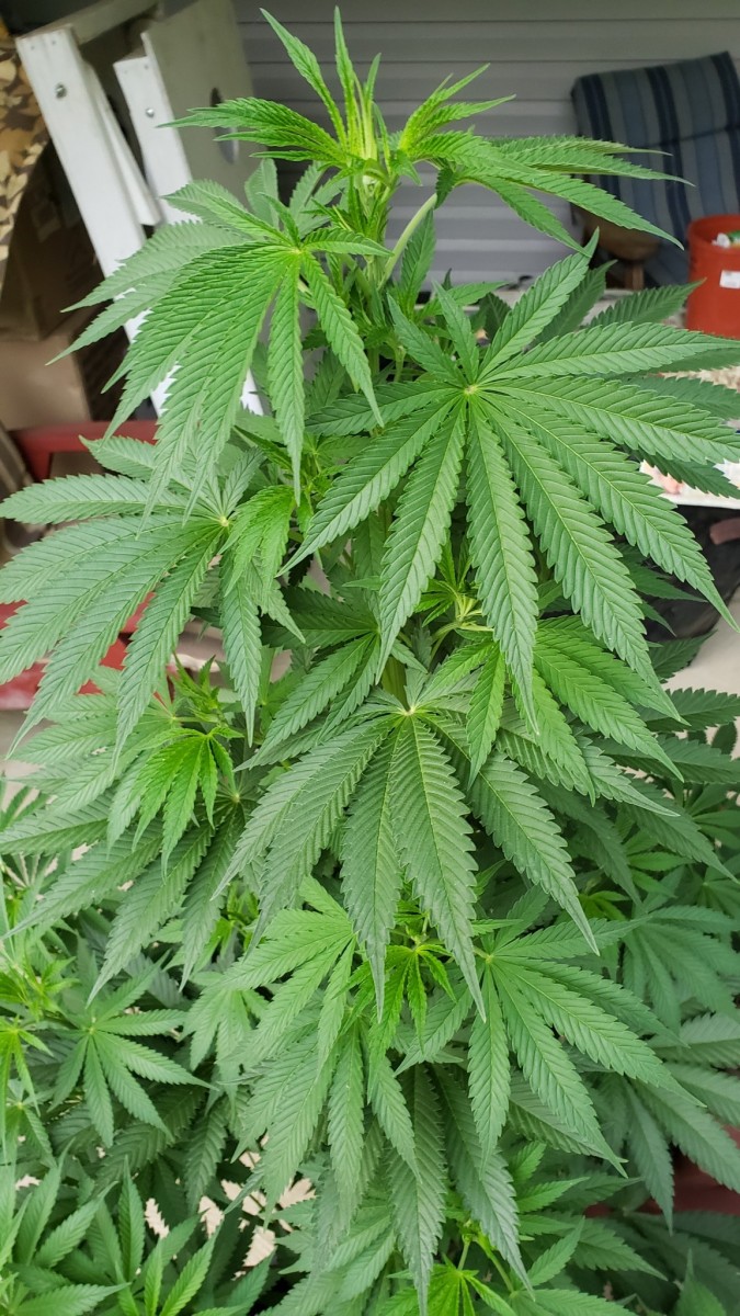 16225938495877091405437134334454