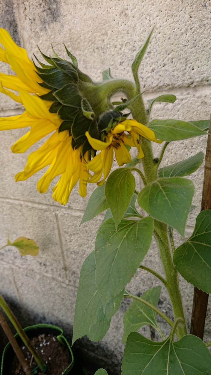 obscura1622731156132