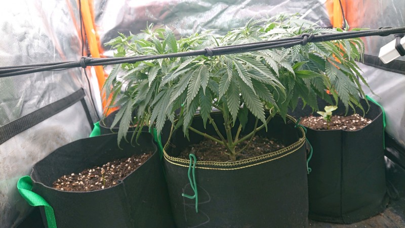 obscura1622741662184