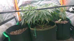 obscura1622741662184