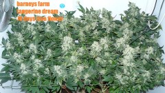 tangie veg auto 21 05 20 075