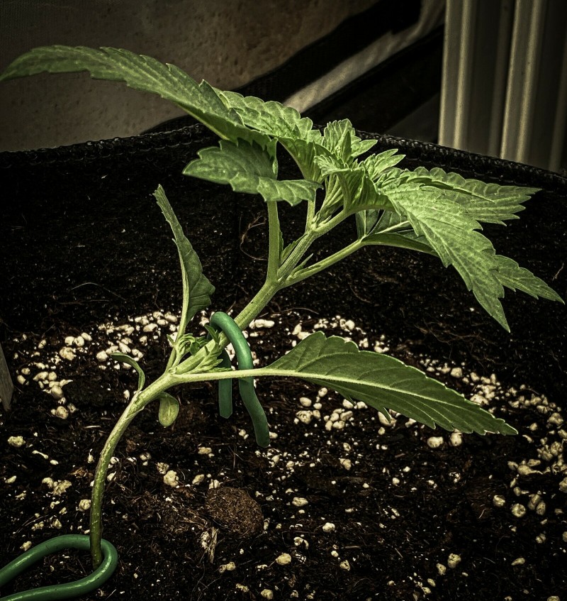 965178A3-5018-4083-B6B7-77D7948B265C